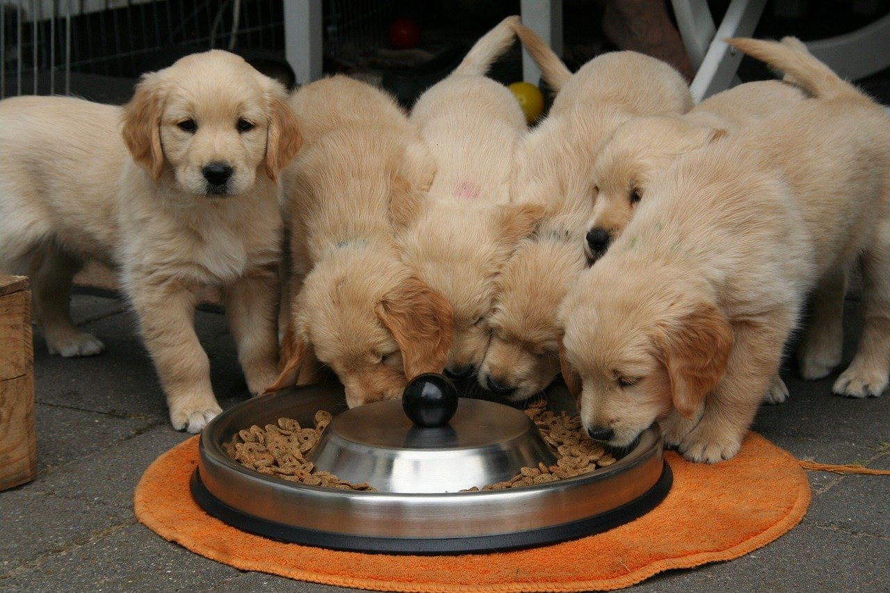 golden-retriever-puppy-g52a7c9abc_1280